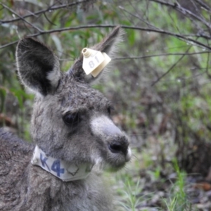 Macropus giganteus at Acton, ACT - 7 Oct 2020