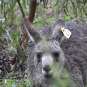 Macropus giganteus at Acton, ACT - 7 Oct 2020