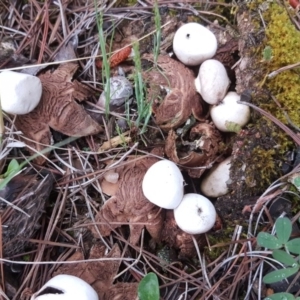 Geastrum sp. at Isaacs, ACT - 6 Oct 2020