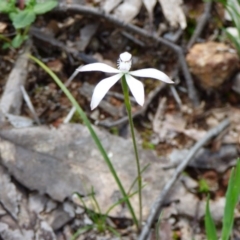 Caladenia ustulata (Brown Caps) at Kangiara, NSW - 5 Oct 2020 by JackieLambert