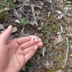 Caladenia ustulata at Kangiara, NSW - suppressed