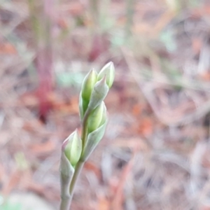 Thelymitra sp. at Isaacs, ACT - 6 Oct 2020