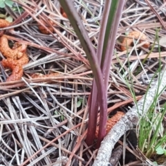 Thelymitra sp. at Isaacs, ACT - 6 Oct 2020