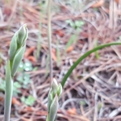 Thelymitra sp. at Isaacs, ACT - 6 Oct 2020