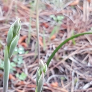 Thelymitra sp. at Isaacs, ACT - 6 Oct 2020