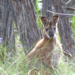 Notamacropus rufogriseus (Red-necked Wallaby) at Kangiara, NSW - 5 Oct 2020 by JackieLambert