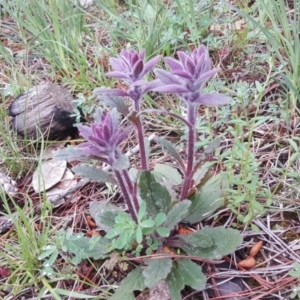 Ajuga australis at Isaacs, ACT - 6 Oct 2020