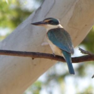 Todiramphus sanctus at Kangiara, NSW - 5 Oct 2020