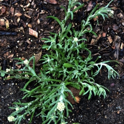 Pseudognaphalium luteoalbum (Jersey Cudweed) at Hughes, ACT - 5 Oct 2020 by ruthkerruish