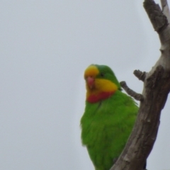 Polytelis swainsonii (Superb Parrot) at Kangiara, NSW - 5 Oct 2020 by Jackie Lambert