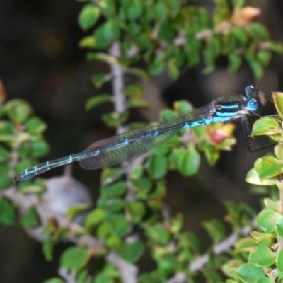 Austrolestes psyche (Cup Ringtail) at Tianjara, NSW - 2 Oct 2020 by Harrisi