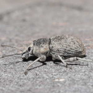 Polyphrades paganus at Downer, ACT - 30 Sep 2020