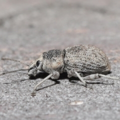 Polyphrades paganus (A weevil) at Downer, ACT - 30 Sep 2020 by TimL
