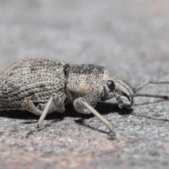 Polyphrades paganus at Downer, ACT - 30 Sep 2020