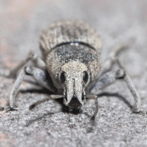 Polyphrades paganus at Downer, ACT - 30 Sep 2020