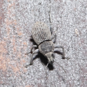 Polyphrades paganus at Downer, ACT - 30 Sep 2020