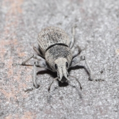 Polyphrades paganus at Downer, ACT - 30 Sep 2020 11:41 AM