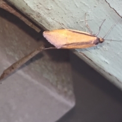Philobota undescribed species near arabella (A concealer moth) at Aranda, ACT - 8 Oct 2020 by Jubeyjubes