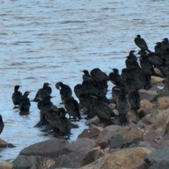 Phalacrocorax sulcirostris (Little Black Cormorant) at Coombs Ponds - 9 Oct 2020 by Hutch68