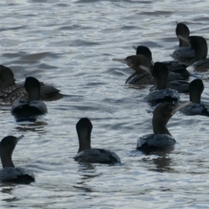 Phalacrocorax sulcirostris at Coombs, ACT - 9 Oct 2020