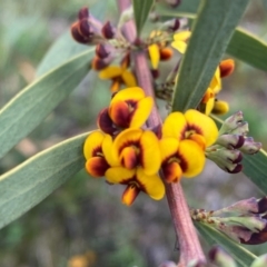 Daviesia mimosoides (Bitter Pea) at Tuggeranong DC, ACT - 8 Oct 2020 by Shazw