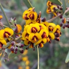 Daviesia mimosoides at Tuggeranong DC, ACT - 8 Oct 2020 12:14 PM