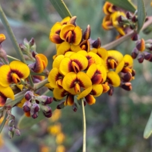 Daviesia mimosoides at Tuggeranong DC, ACT - 8 Oct 2020 12:14 PM