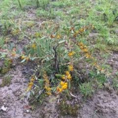 Daviesia mimosoides at Tuggeranong DC, ACT - 8 Oct 2020