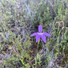 Glossodia major (Wax Lip Orchid) at Tuggeranong DC, ACT - 8 Oct 2020 by Shazw