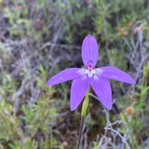 Glossodia major at Tuggeranong DC, ACT - suppressed