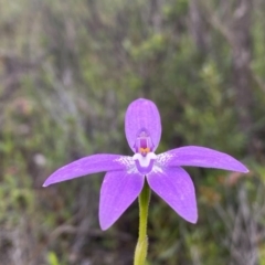 Glossodia major at Tuggeranong DC, ACT - suppressed