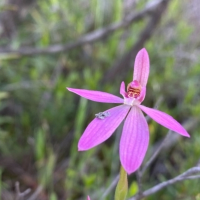 Caladenia carnea (Pink Fingers) at Tuggeranong DC, ACT - 8 Oct 2020 by Shazw