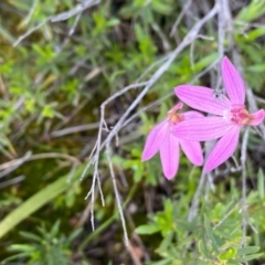 Caladenia carnea at Tuggeranong DC, ACT - suppressed