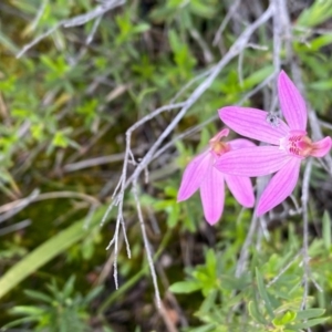 Caladenia carnea at Tuggeranong DC, ACT - suppressed