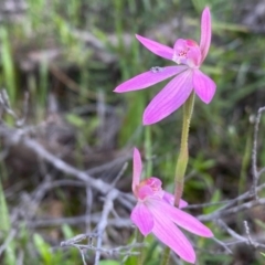 Caladenia carnea at Tuggeranong DC, ACT - suppressed