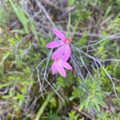 Caladenia carnea at Tuggeranong DC, ACT - suppressed