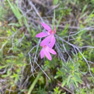 Caladenia carnea at Tuggeranong DC, ACT - suppressed