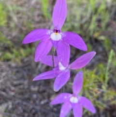 Glossodia major (Wax Lip Orchid) at Tuggeranong Hill - 8 Oct 2020 by Shazw