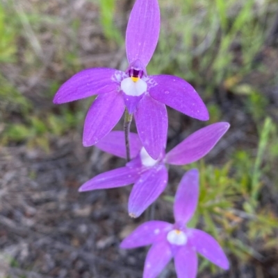 Glossodia major (Wax Lip Orchid) at Tuggeranong DC, ACT - 8 Oct 2020 by Shazw