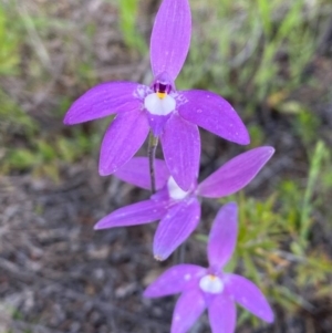 Glossodia major at Tuggeranong DC, ACT - 8 Oct 2020