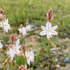 Asphodelus fistulosus (Onion Weed) at Tuggeranong Hill - 8 Oct 2020 by Shazw