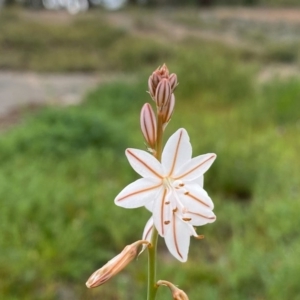 Asphodelus fistulosus at Theodore, ACT - 8 Oct 2020