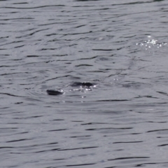 Ornithorhynchus anatinus (Platypus) at Bega, NSW - 9 Oct 2020 by MatthewHiggins