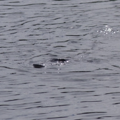 Ornithorhynchus anatinus (Platypus) at Bega, NSW - 9 Oct 2020 by MatthewHiggins