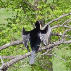 Anhinga novaehollandiae (Australasian Darter) at Bega, NSW - 9 Oct 2020 by MatthewHiggins