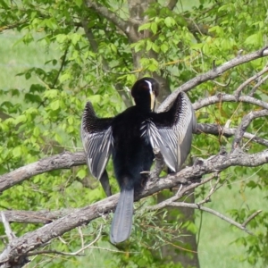 Anhinga novaehollandiae at Bega, NSW - 9 Oct 2020