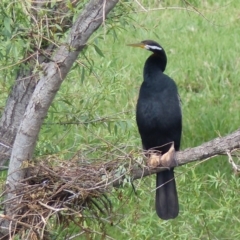 Anhinga novaehollandiae at Bega, NSW - 9 Oct 2020 10:02 AM