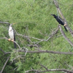 Anhinga novaehollandiae at Bega, NSW - 9 Oct 2020 10:02 AM