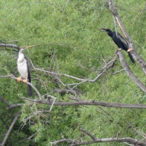 Anhinga novaehollandiae at Bega, NSW - 9 Oct 2020