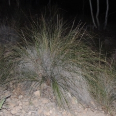 Rytidosperma pallidum (Red-anther Wallaby Grass) at Chisholm, ACT - 30 May 2020 by michaelb